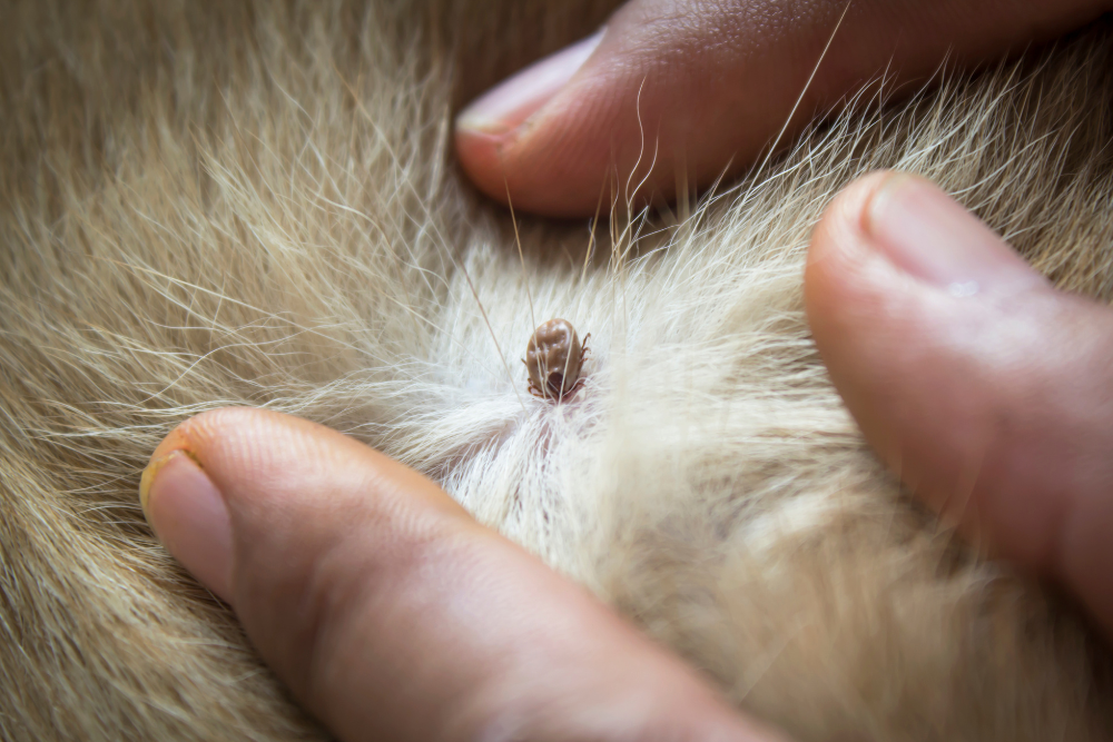 JAK CHRÁNIT SVÉHO PSA PŘED KLÍŠŤATY?