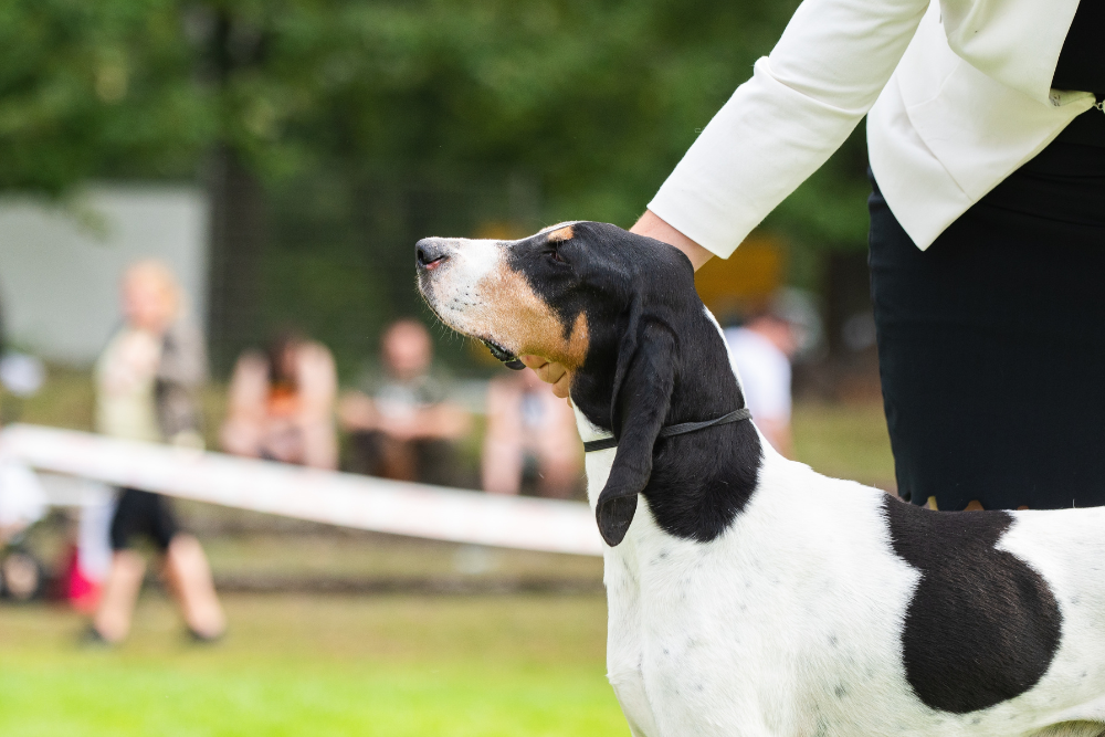 Bernský honič - jedna ze čtyř variant nebojácných švýcarských honičů