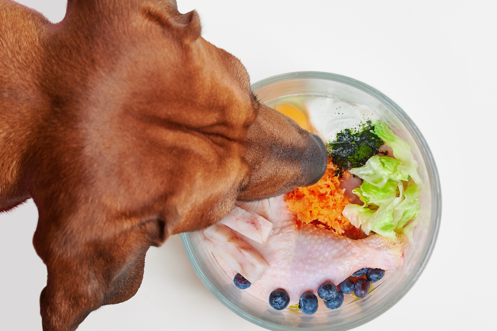 Syrové maso pro psy - mohou psi jíst syrové maso?